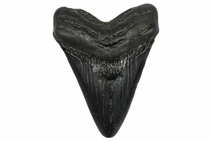 Juvenile Megalodon Tooth - South Carolina #332199